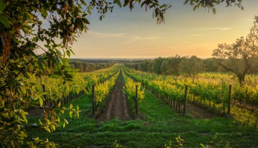 vigneti sulla strada del vino franciacorta