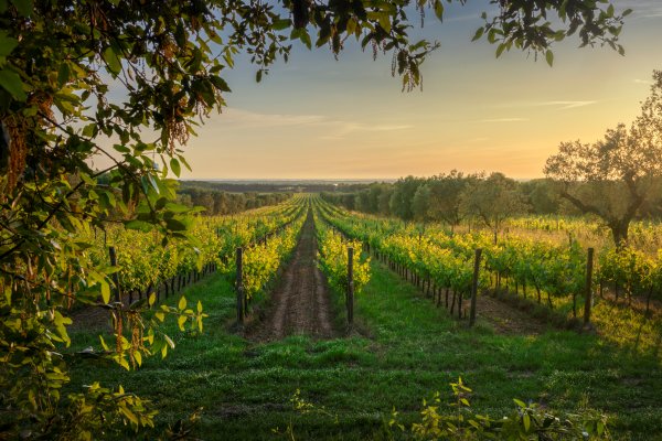 vigneti sulla strada del vino franciacorta